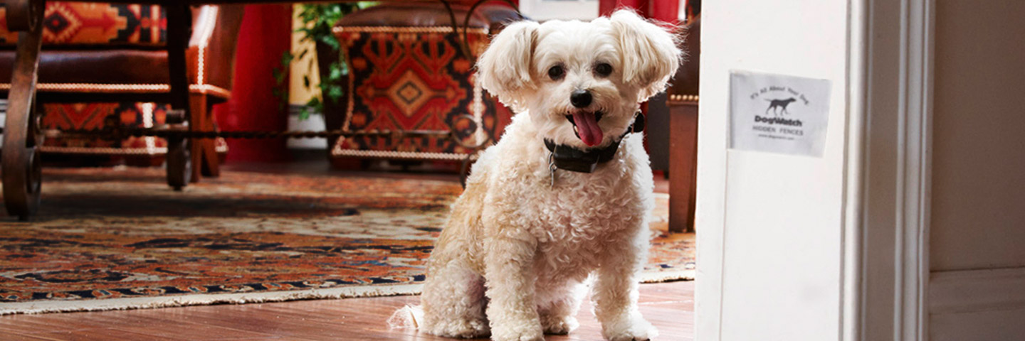 DogWatch of Alaska, Anchorage, Alaska | Indoor Pet Fences Slider Image