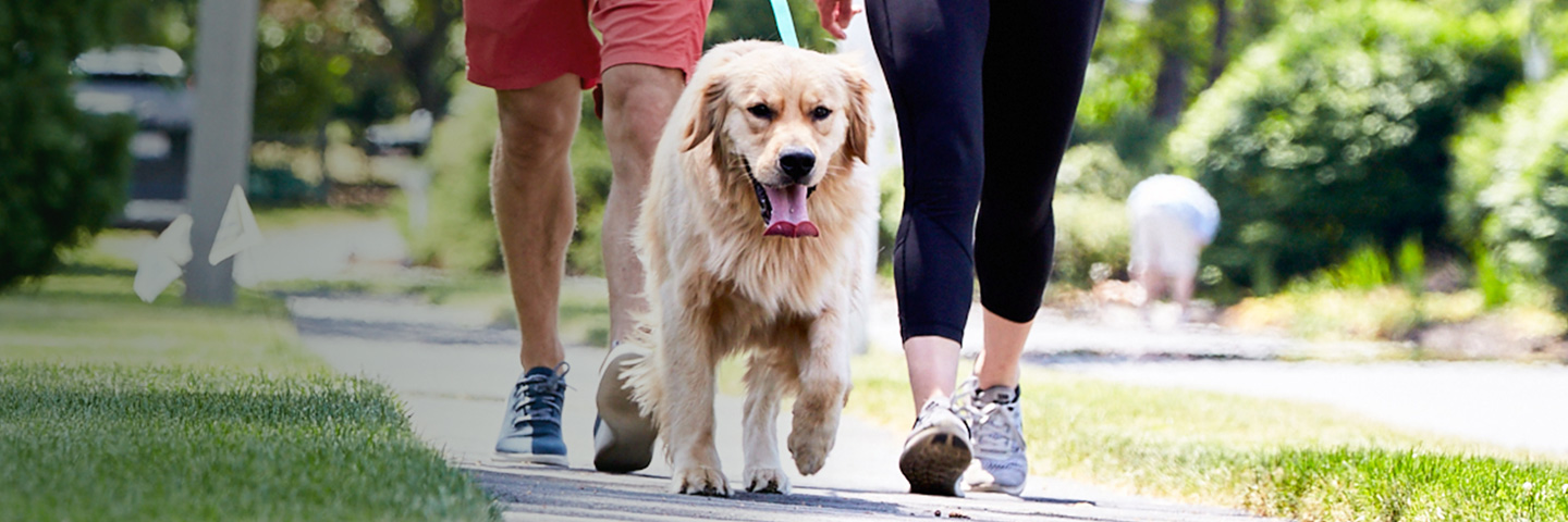 DogWatch of Alaska, Anchorage, Alaska | SideWalker Leash Trainer Slider Image